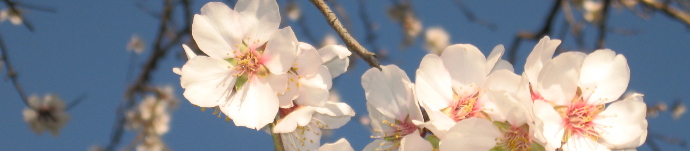 fiori_riabilitazioni